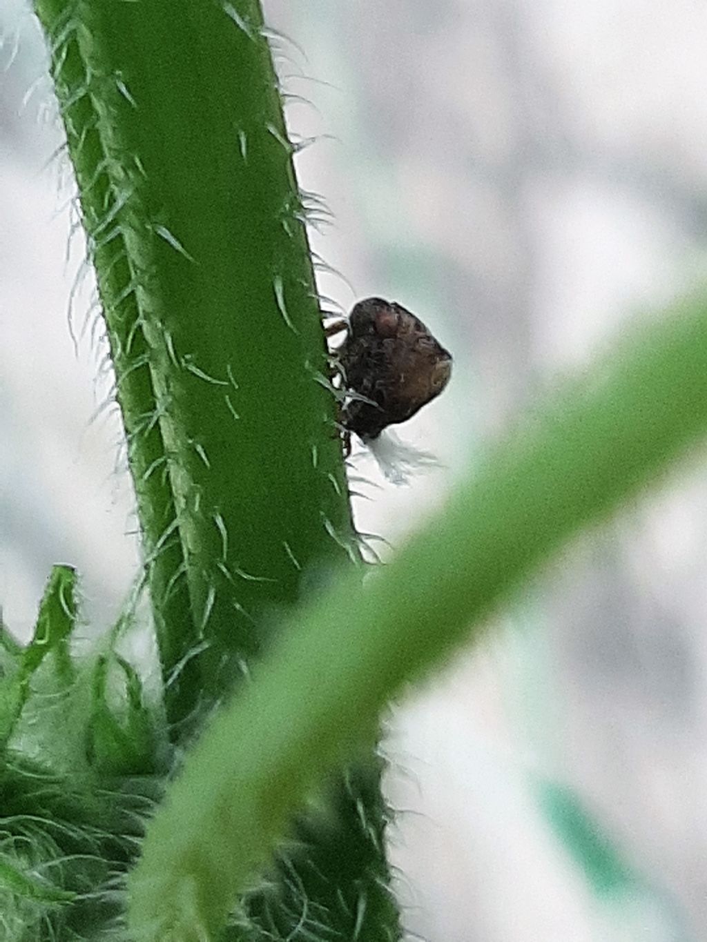 Insetto da identificare